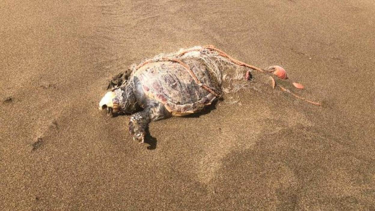Aparece una tortuga muerta entre redes en Cofete
