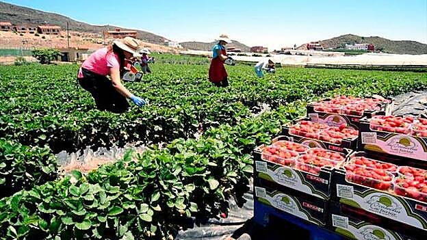 Spar Gran Canaria también apoya el cultivo de la naranja de Telde o de las fresas de Valsequillo, dejando evidencia de su interés en fomentar el producto local y general economía en la isla. /  C7