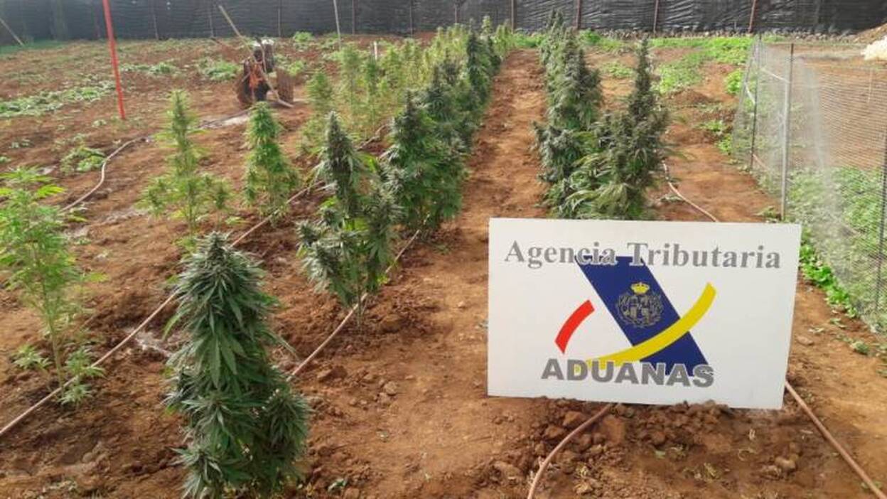 Hallan 220 plantas de marihuana en un invernadero de Vecindario