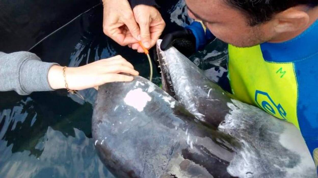 Rescate de una cría de calderón en Jinámar