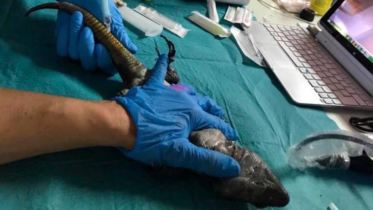 Estudian por primera vez el estado del corazón del Lagarto Gigante de El Hierro
