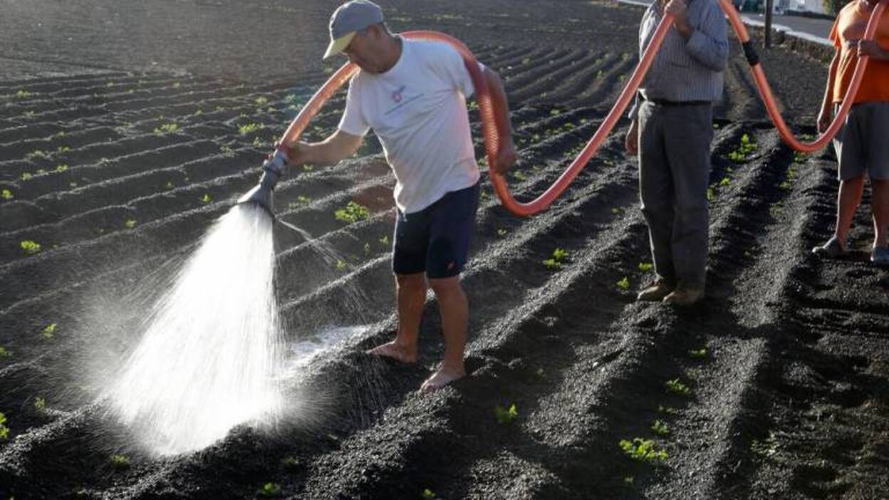 La sequía arruina la cosecha de cebolla y daña las de papa y uva