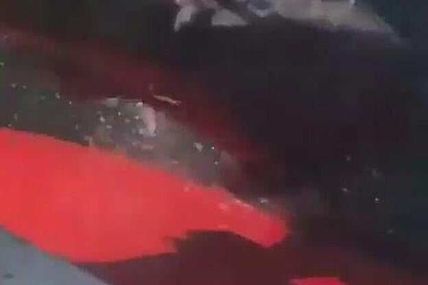 Dos pescadores maltratan y mutilan a un tiburón