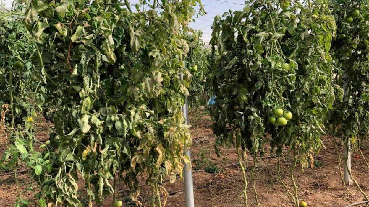 El Cabildo decide enterrar en Juan Grande los restos de Tuta absoluta