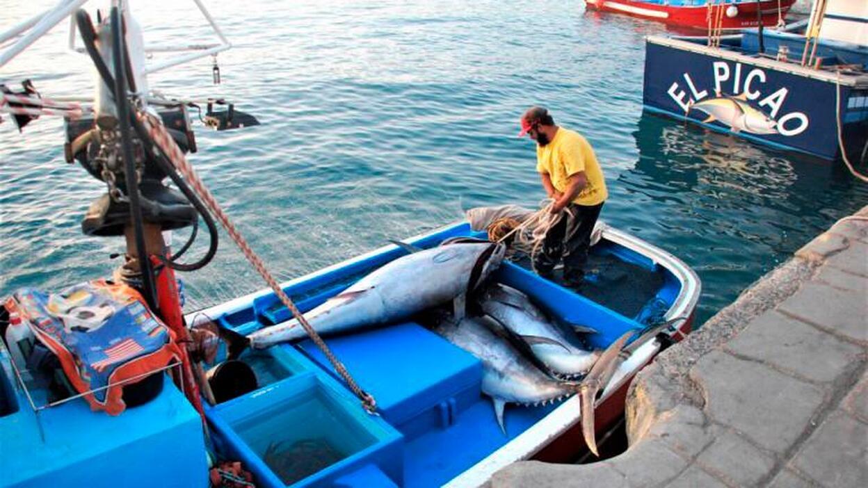 La III Feria del Atún de Mogán ofrecerá degustar 3.000 kilos de pescado