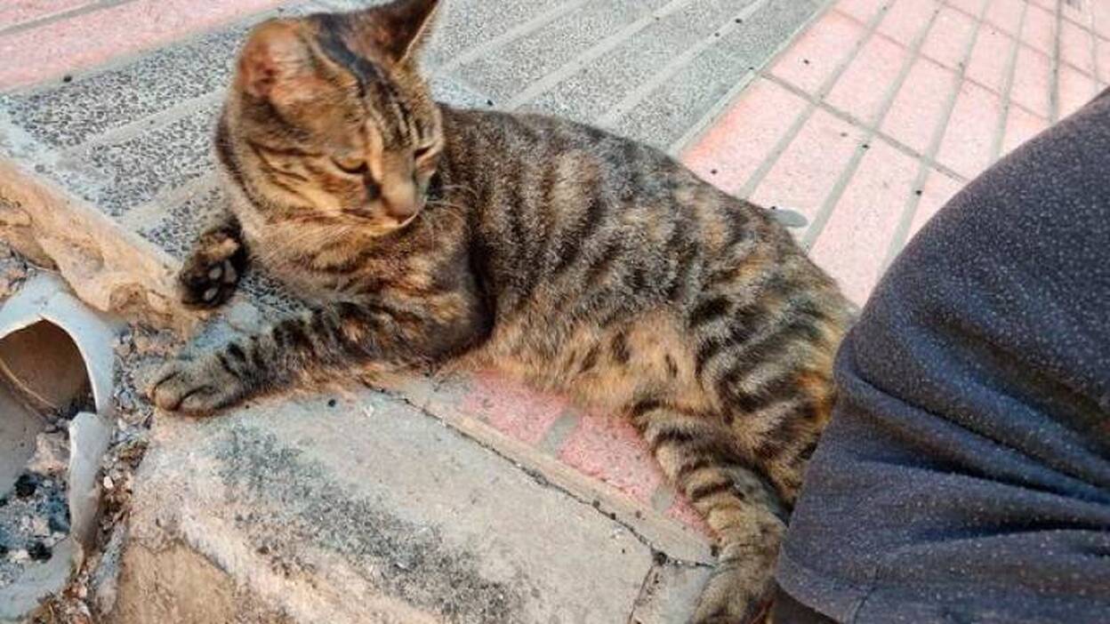 Antigua controla y sanea la colonia de gatos