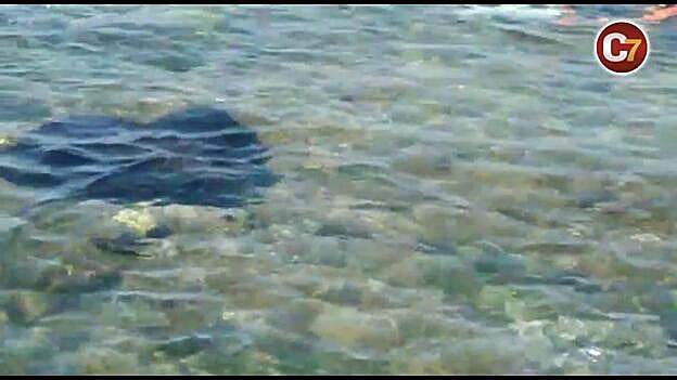 Un chucho sorprende a los turistas en Arinaga