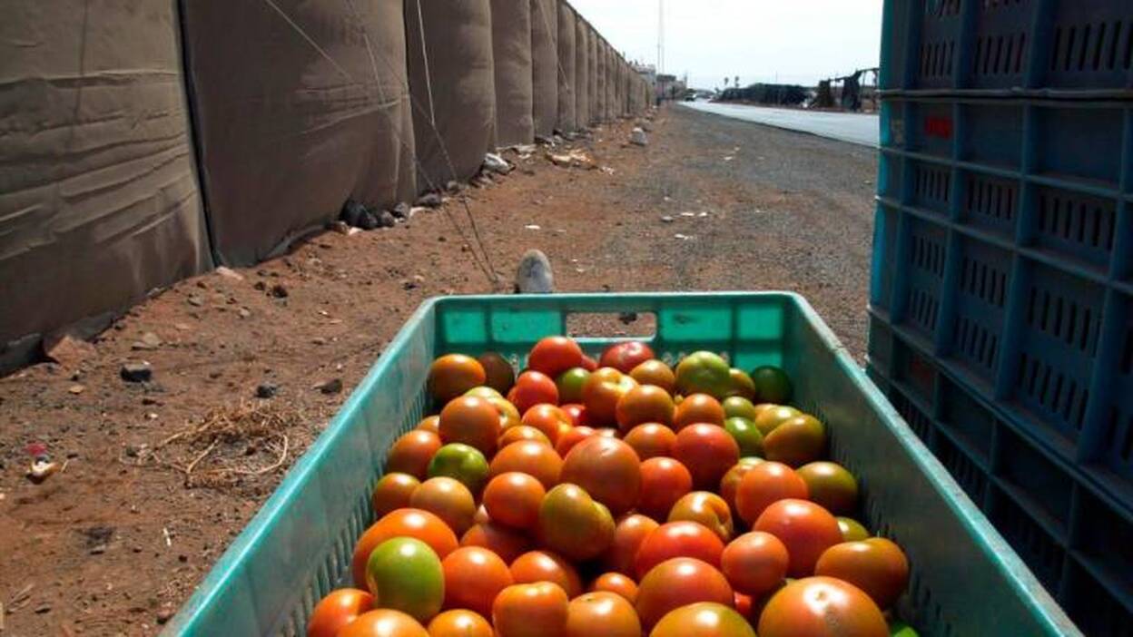 El miedo al ‘brexit’ duro frena la  plantación de semillas de tomate