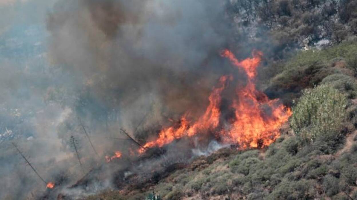 Sin protocolo para evacuar animales en el incendio