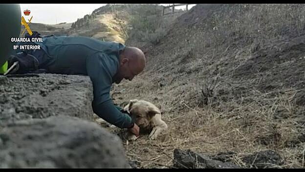 Encuentran un perro deshidratado por el fuego