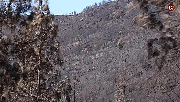 Así quedó el pinar de Tamadaba
