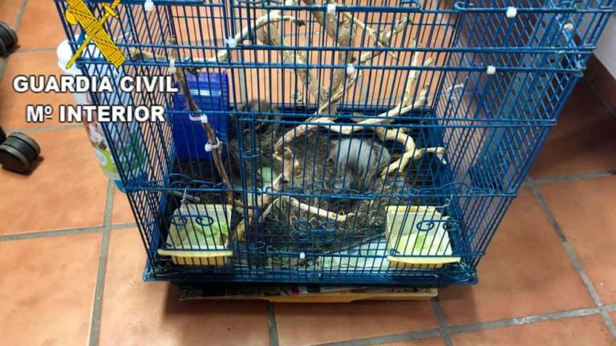 Abandonan dos ardillas morunas en Tomás Morales