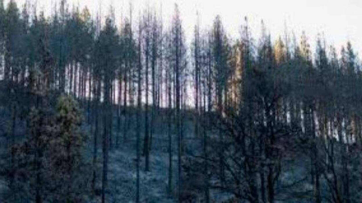 Se reabre la carretera a Tamadaba tras el fuego