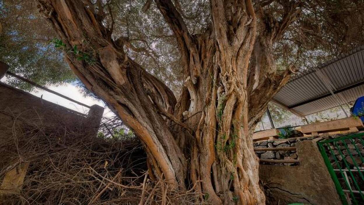 85 árboles singulares de Gran Canaria
