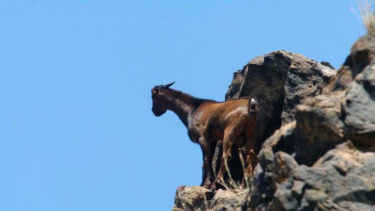 El comité asesor insiste: la bajada de cabras en Guguy no es efectiva