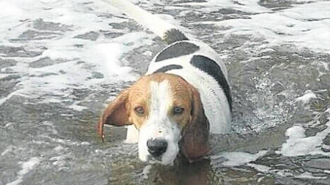 Un veterinario que perdió a una perra indemnizará a su dueño por daños morales