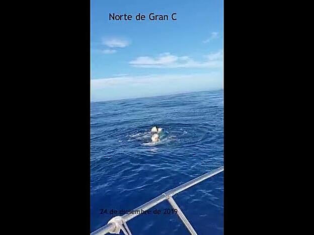 Rescate de un tiburón azul en Gran Canaria