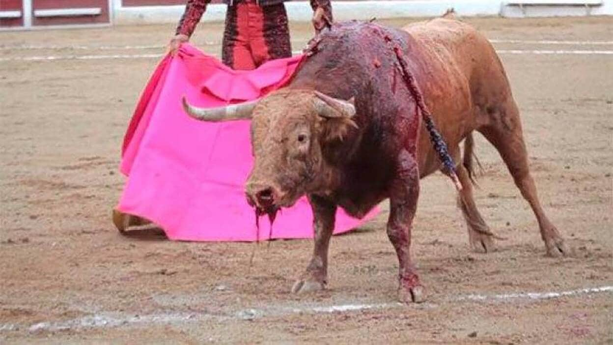 Fundación Toro de Lidia avisa: "La tauromaquia debe estar en Cultura"