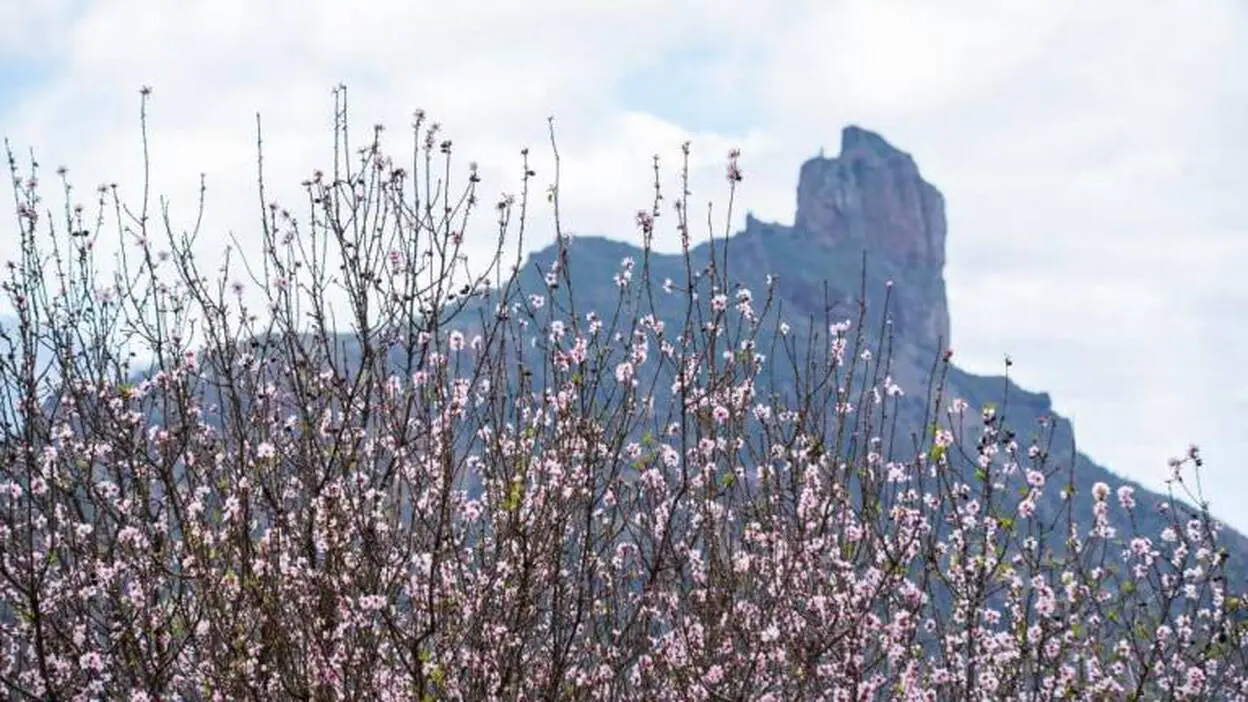 Los almendros florecen tras el fuego en la cumbre de Gran Canaria