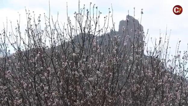 Vídeo: Las flores del almendro dan color a la cumbre