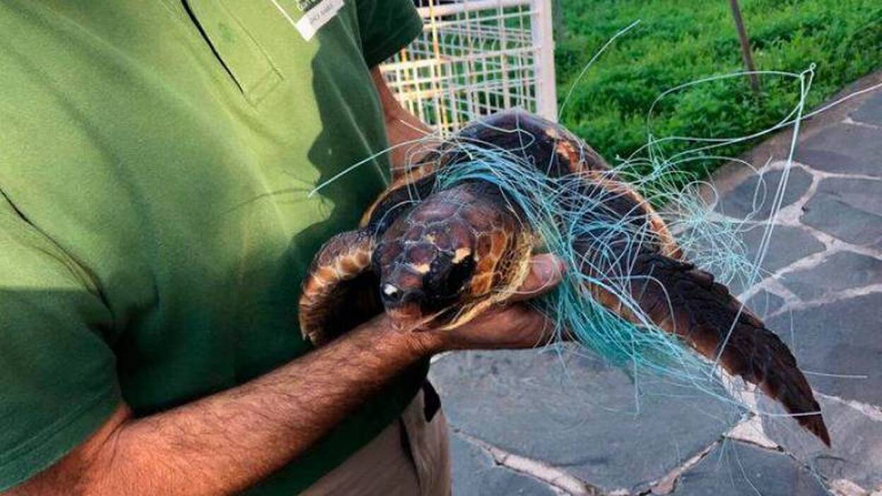 El Cabildo busca «al salvador» de dos tortugas