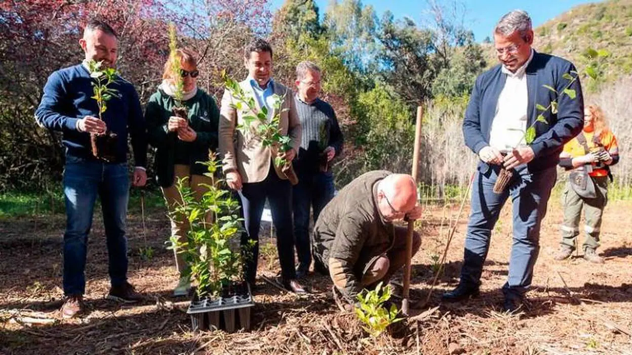 26.000 plantas de laurisilva para recuperar el bosque prehispánico de Doramas