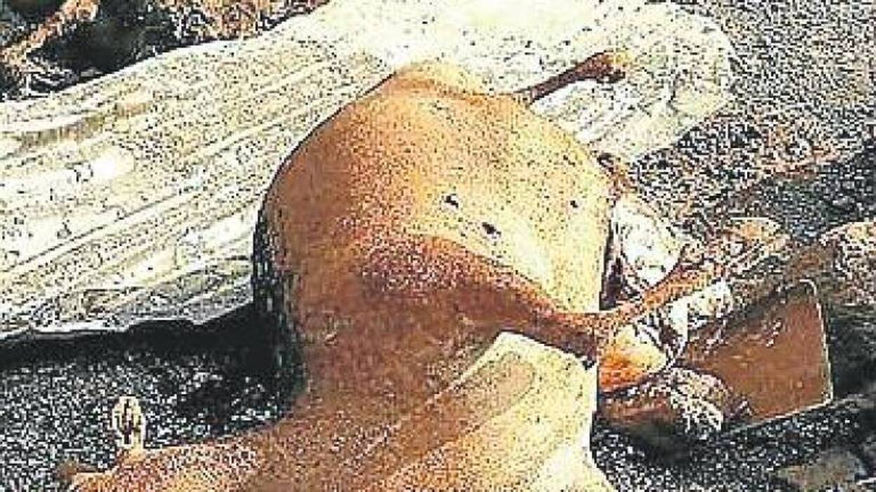 Exigen un protocolo de rescate de animales