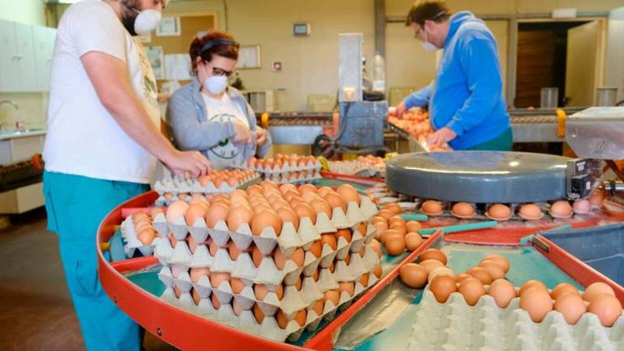 El cartón de 30 huevos, a 5 euros