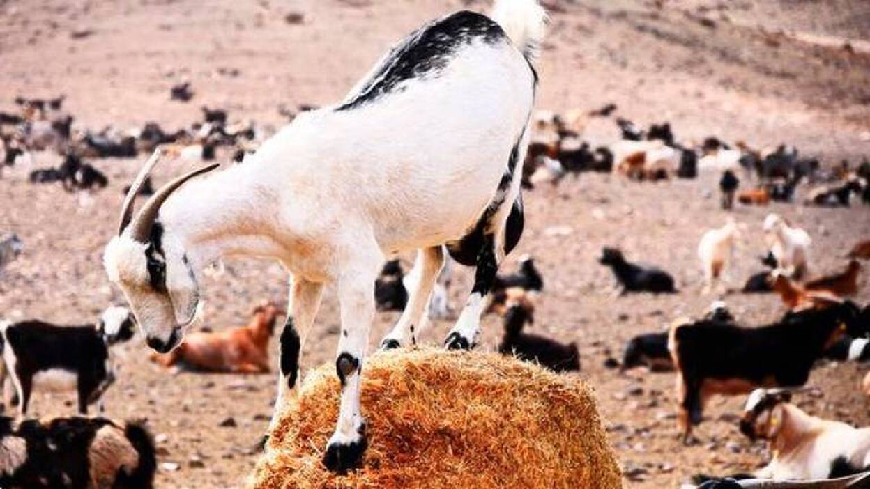 Los efectos de la escasa actividad humana en la fauna