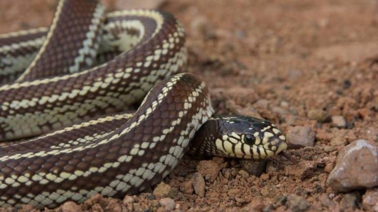 Capturadas 1.087 culebras reales en Gran Canaria en 2019