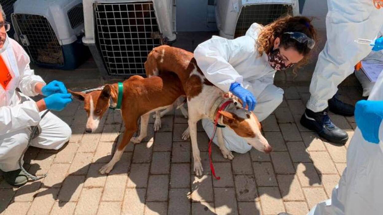 El Seprona interviene 84 perros maltratados en una finca de Agüimes