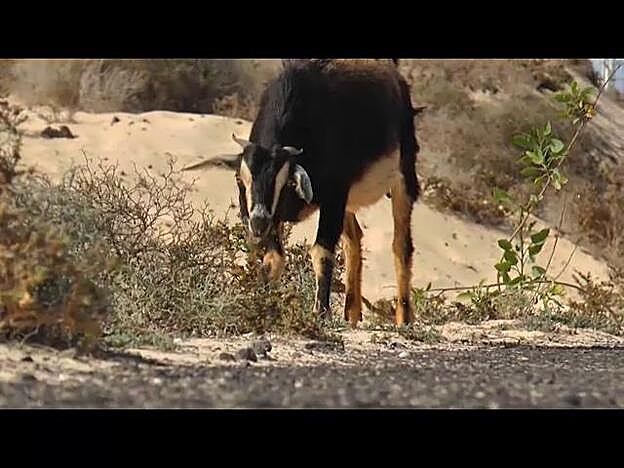 Corralejo vacío y con las cabras pastando