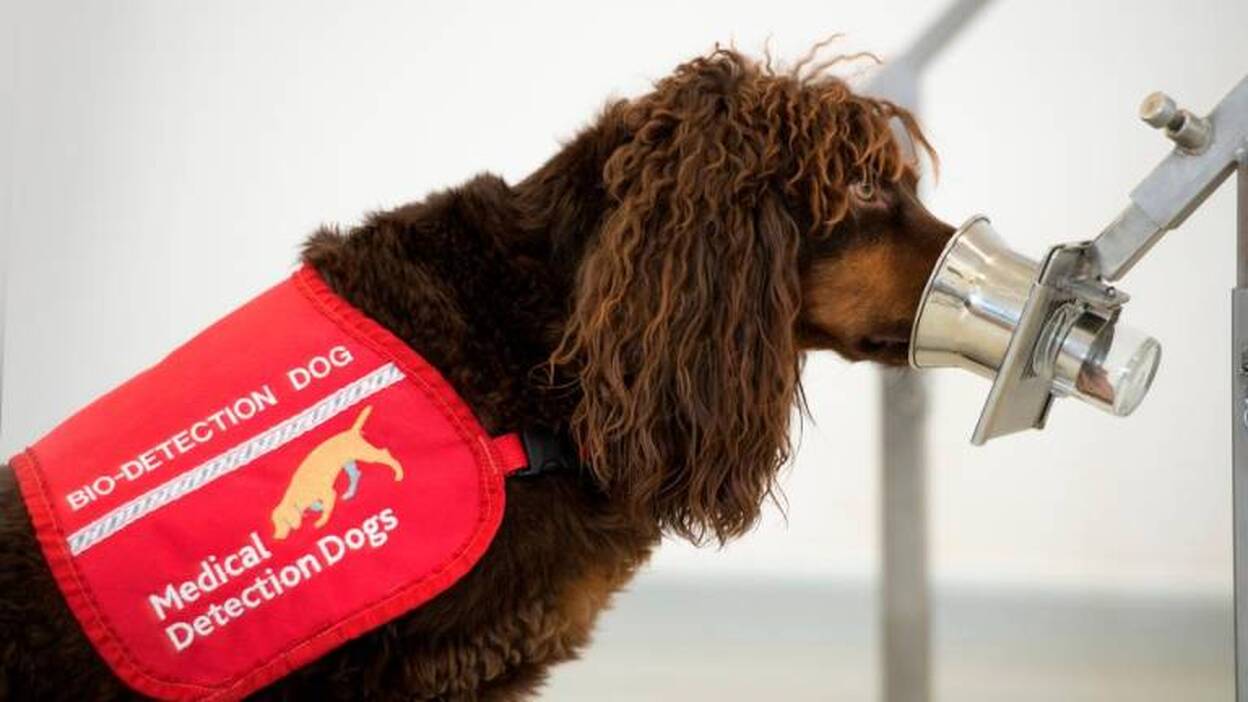 Perros entrenados para olfatear la Covid-19
