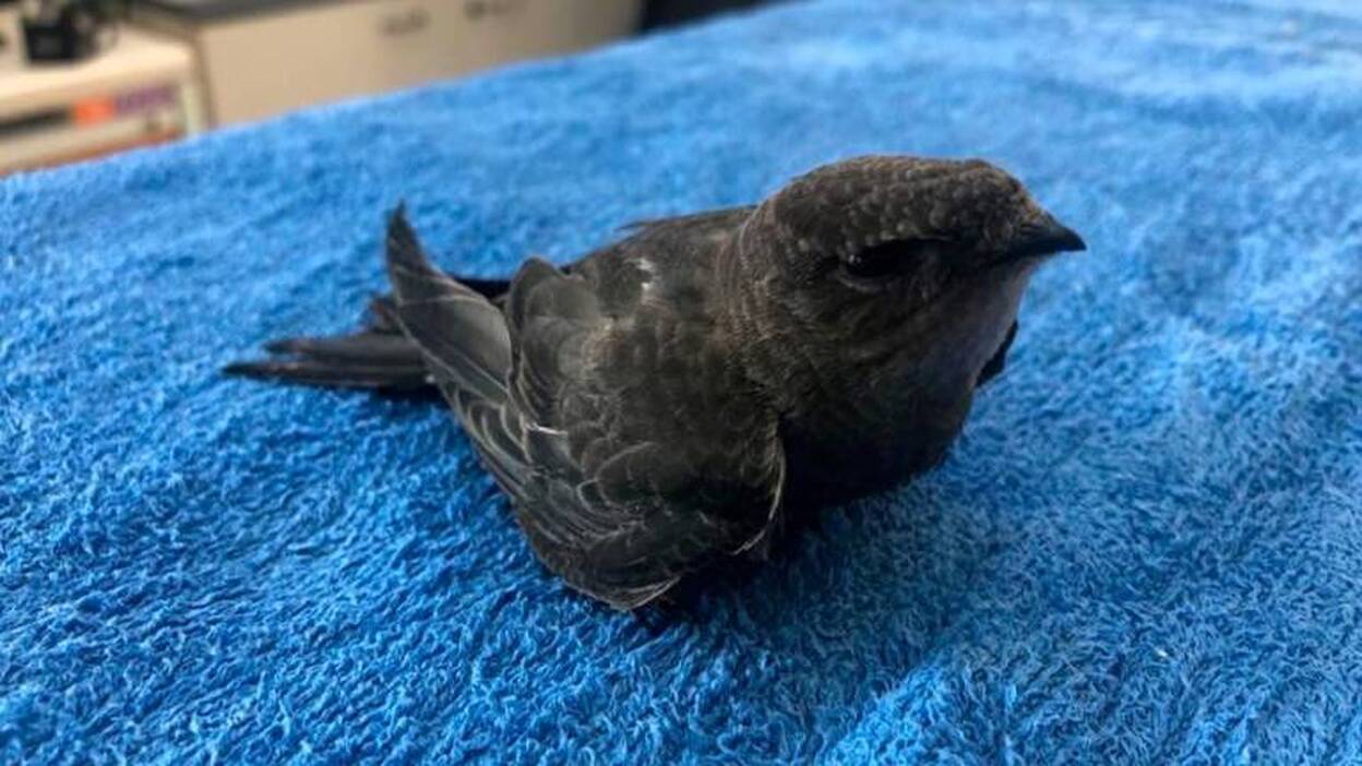 El Cabildo recibe la primera cría de vencejo del año