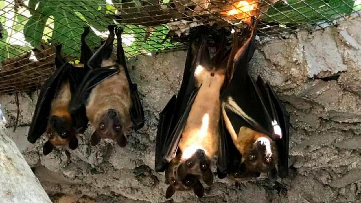 Los murciélagos son el origen reservorio del Covid-19