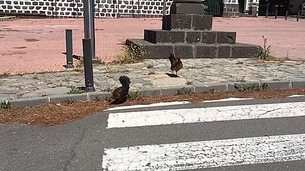 Confinamiento con spa del burro Bartolo