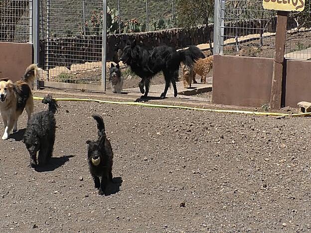 Esperan un abandono masivo de animales