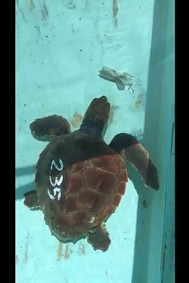 Hallan 100 trozos de macroplásticos dentro de una tortuga