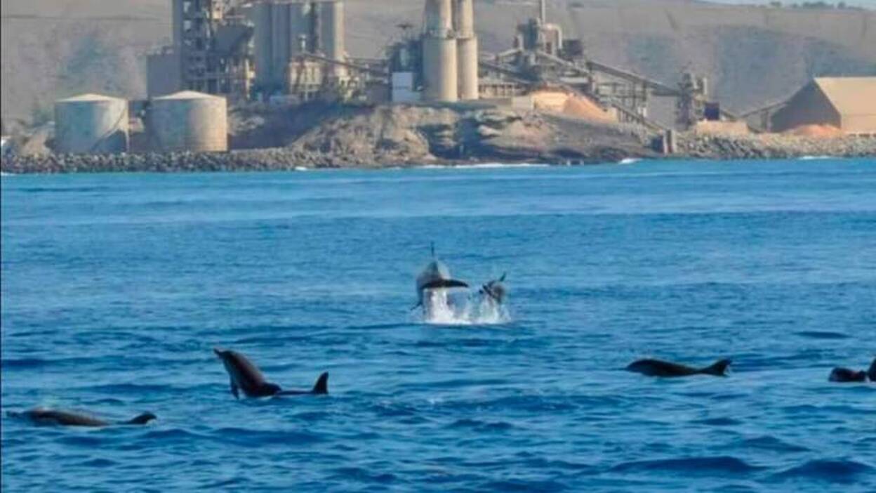 Delfines frente a la cementera en el sur