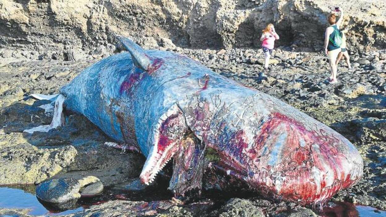 Una hembra de cachalote preñada vara en Arinaga