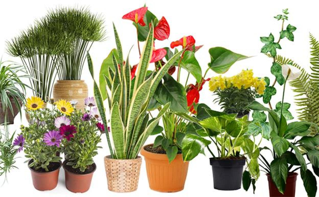 Diez plantas que limpian el aire de casa