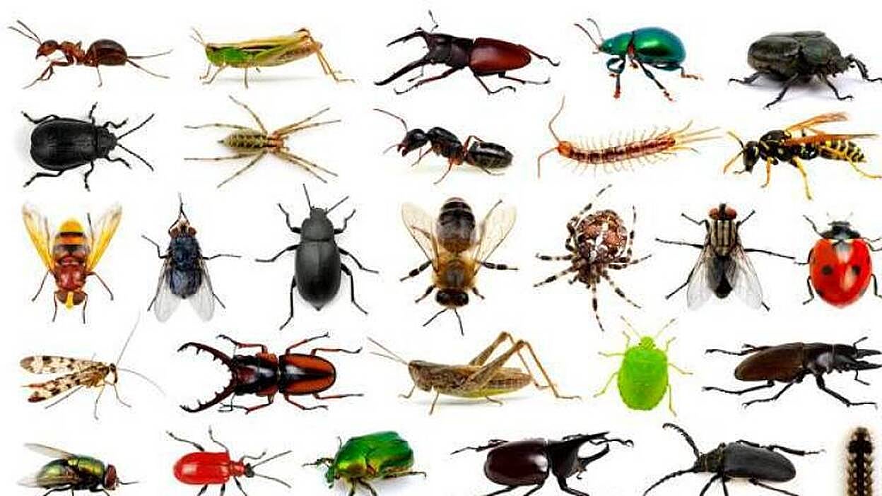 Bienvenido a la primavera de los bichos