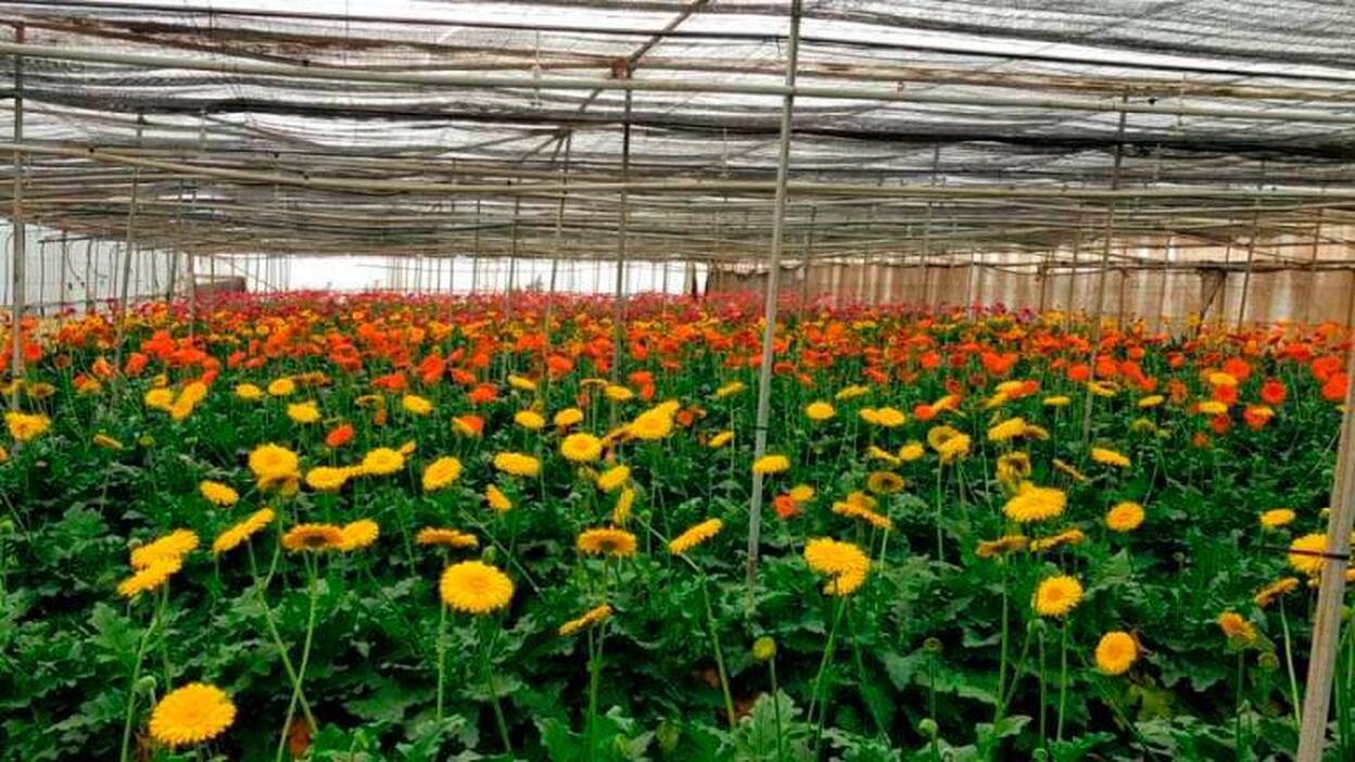 5 millones para 26 productores de frutas y plantas