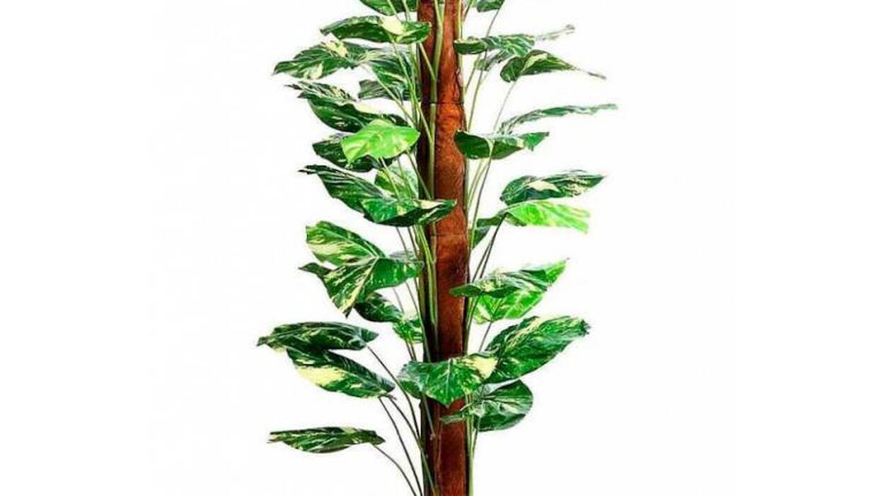 Plantas: Limpieza verde del aire en casa