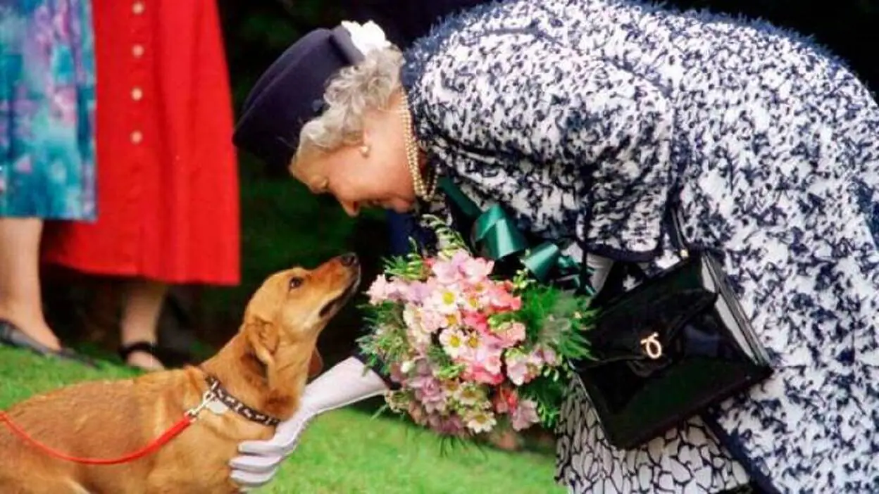 Los perros de raza corgi de Isabel II, criados como reyes