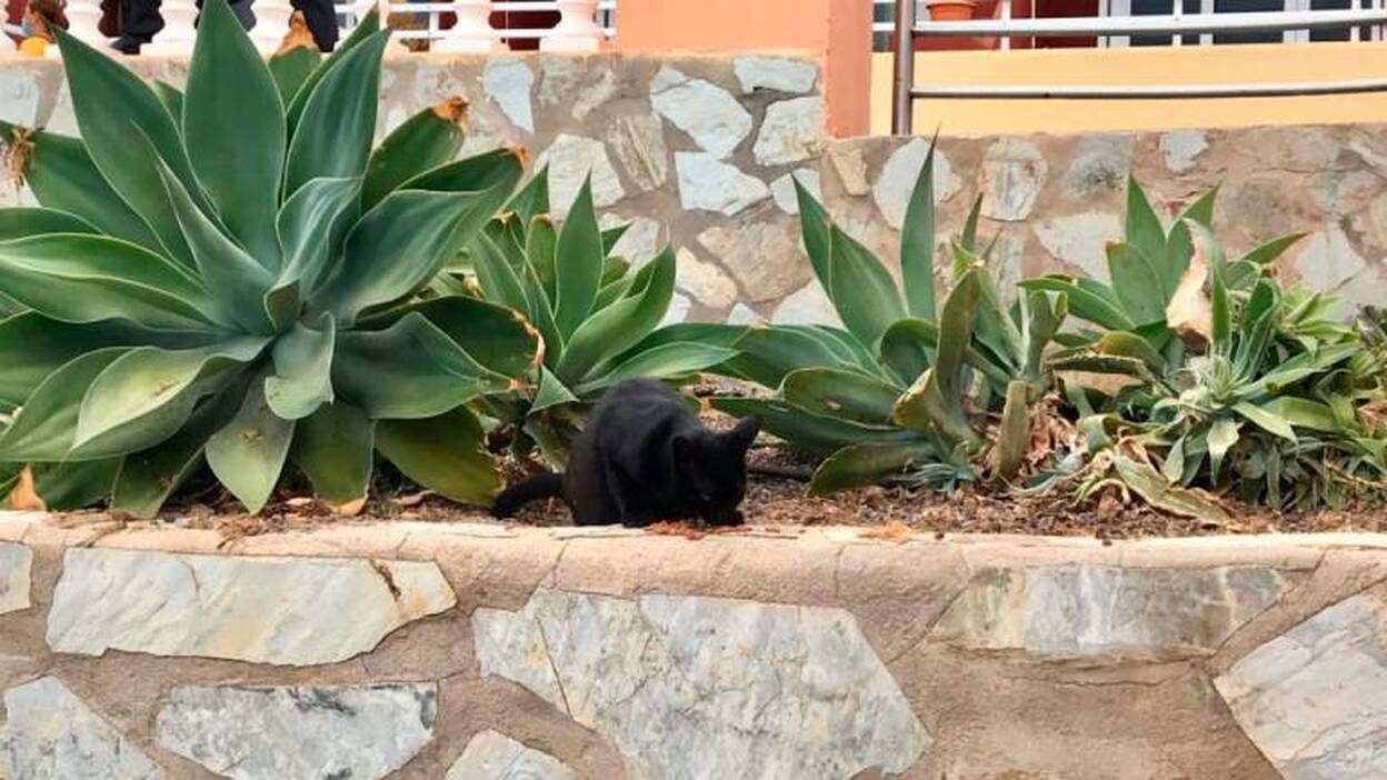 Las colonias felinas piden auxilio