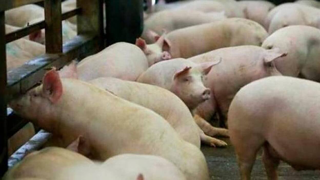 Científicos chinos alertan de que podría trasmitirse a humanos