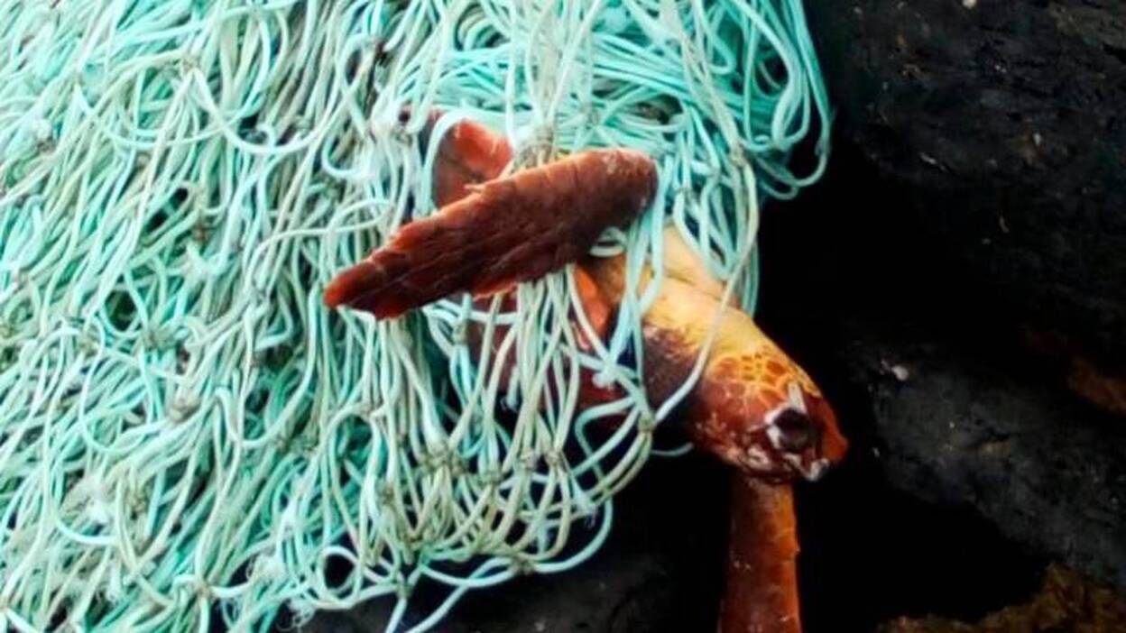Más redes y plásticos que tortuga
