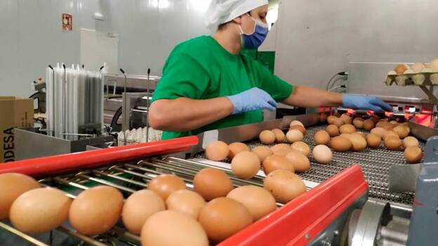 Los mejores huevos de Canarias son Agüimes