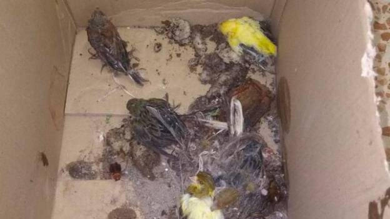 Con los pájaros canarios al contenedor de la basura